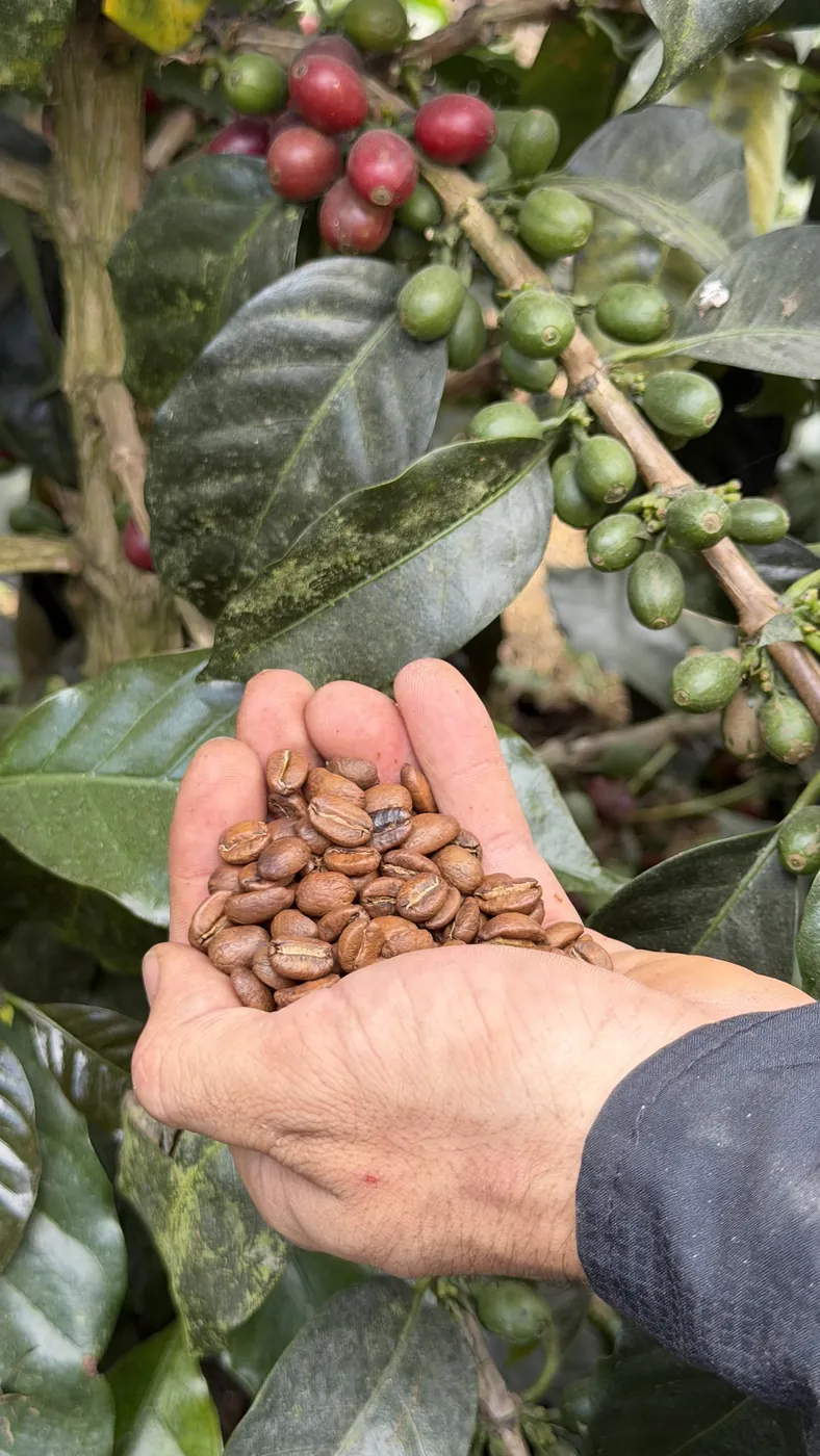 Café pergamino en la mano junto a la planta