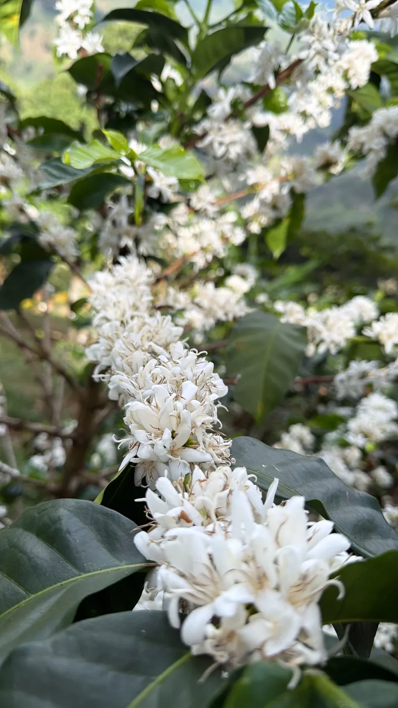 Flor de café en la rama