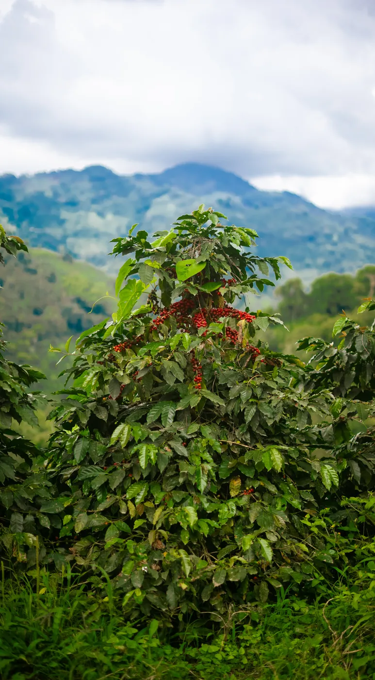 Cerezas maduras en la planta
