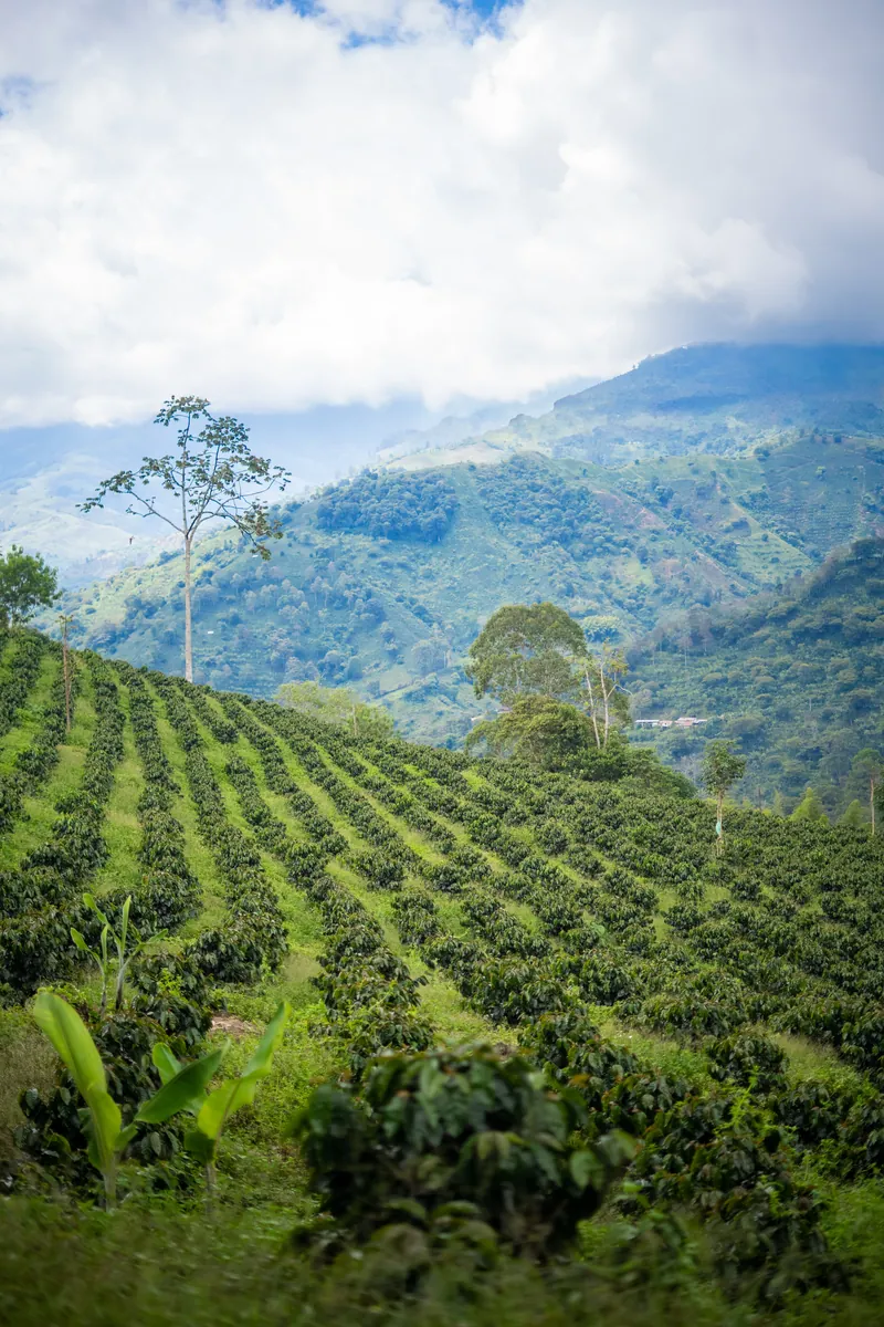 Surcos de café en la ladera con las montañas al fondo