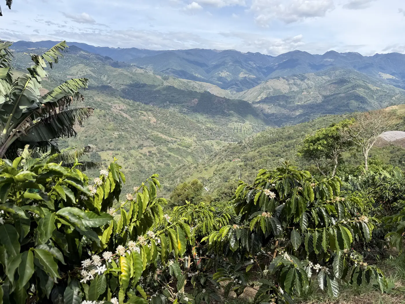 El cafetal abierto sobre el valle de Génova