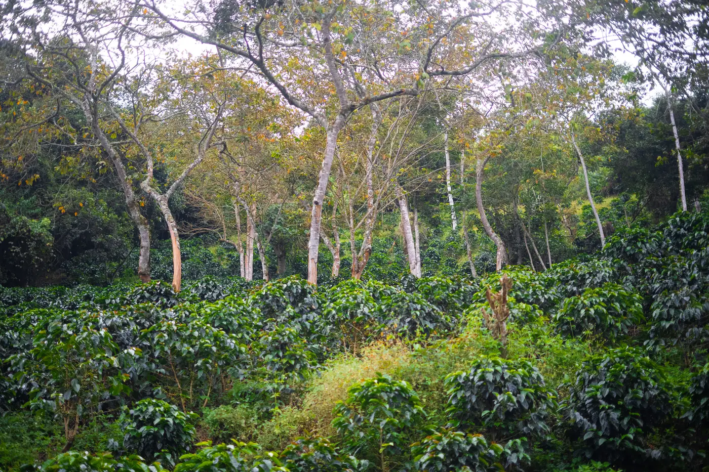 El cafetal bajo los árboles de sombrío en la finca La Lotería